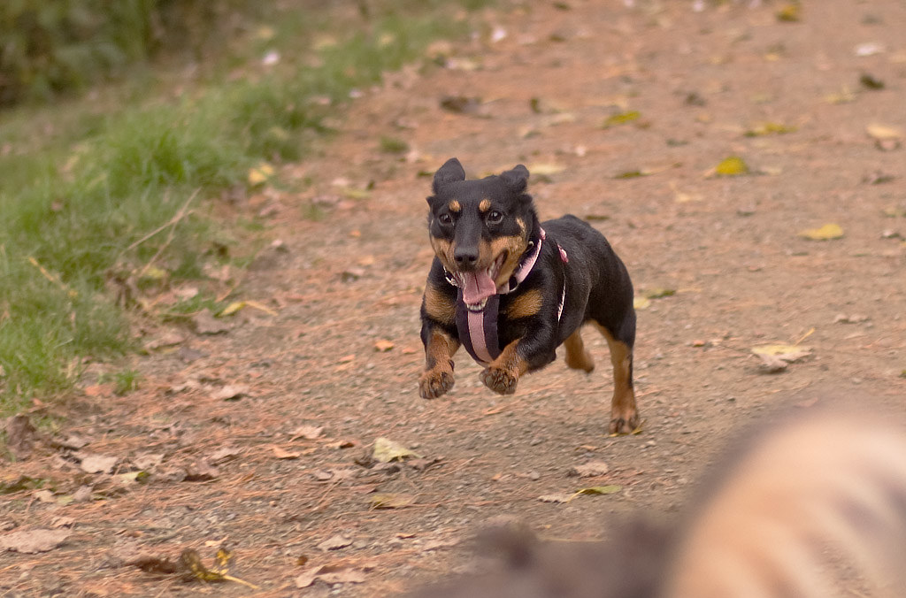 Small Black Dog Breeds