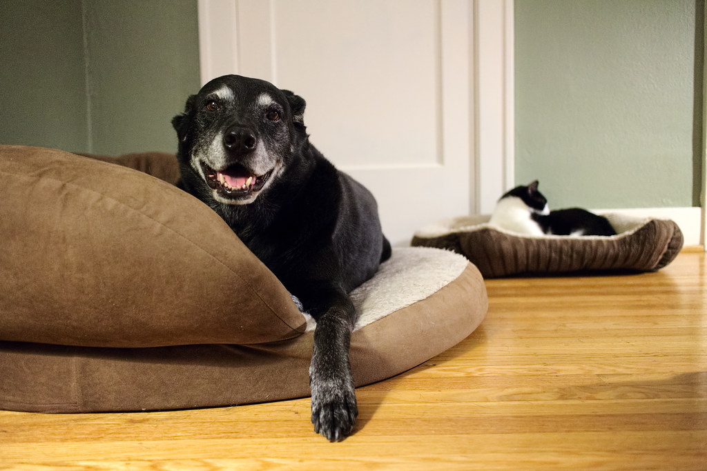 Dog Beds For Small Breeds