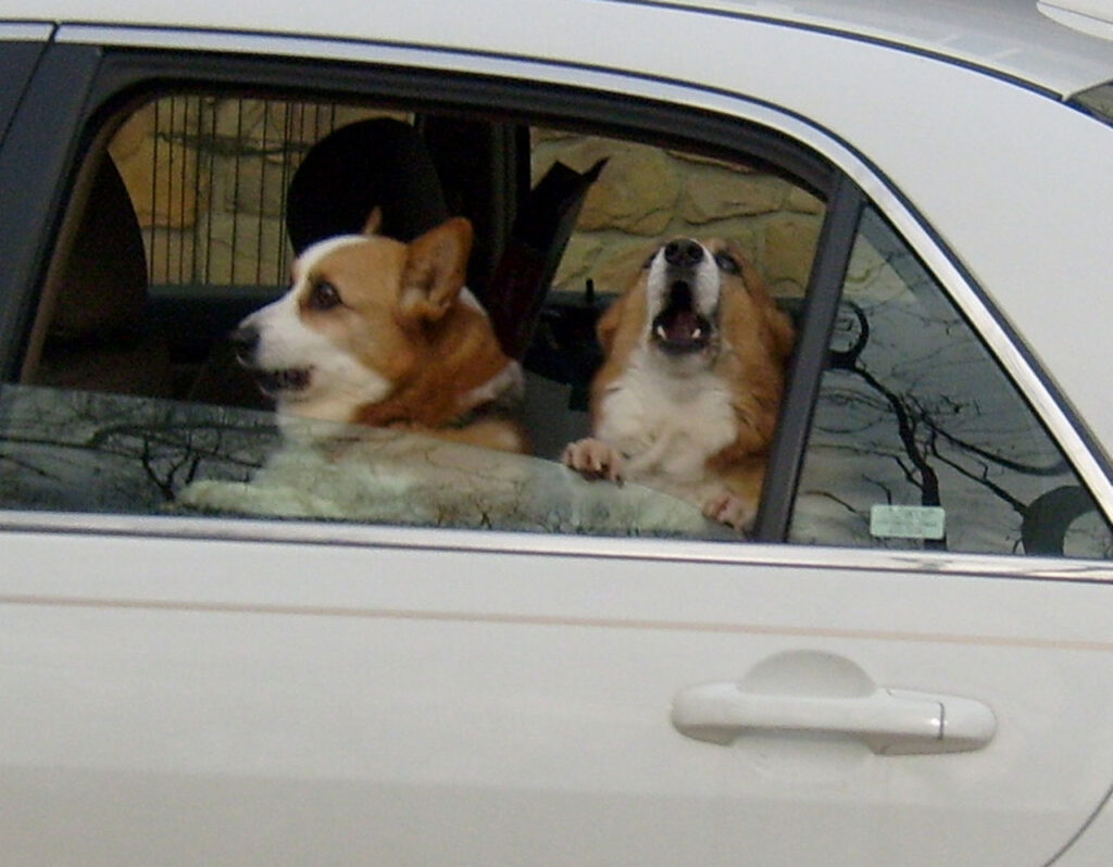 How To Secure A Dog Crate In A Car 