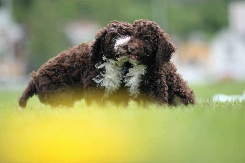 Small White And Black Dog Breeds