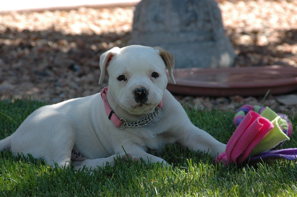 Small Dog Breeds Pitbull