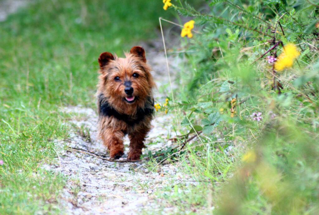 Small Fluffy Dog Breeds