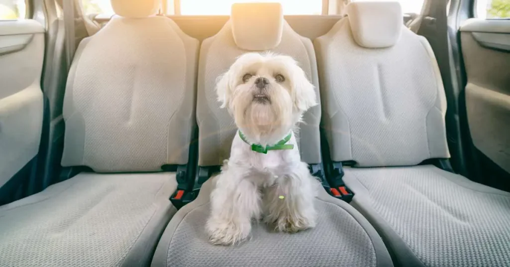 How To Clean Dog Urine From Car Seat