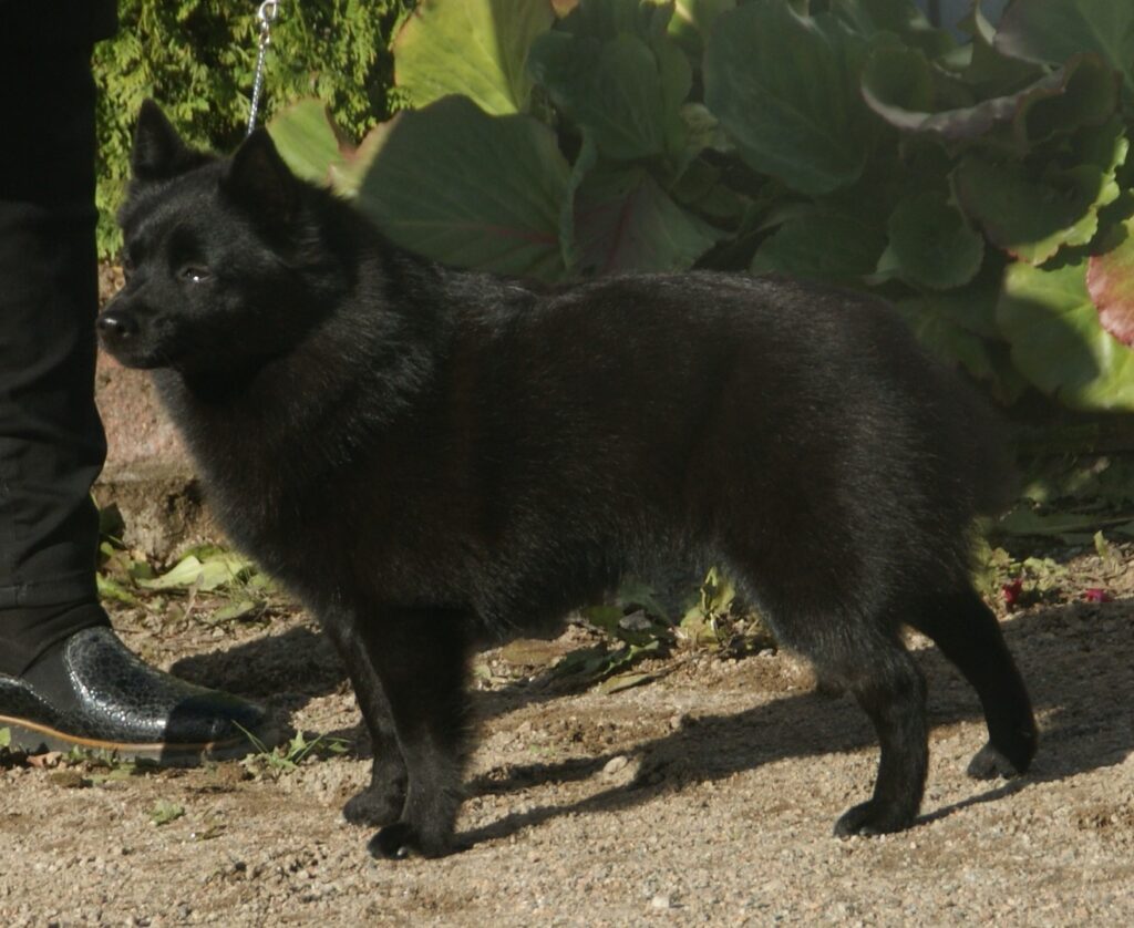 Small Black Dog Breeds