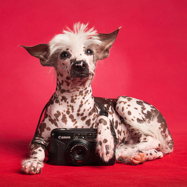 Small Dog Breeds Hairless