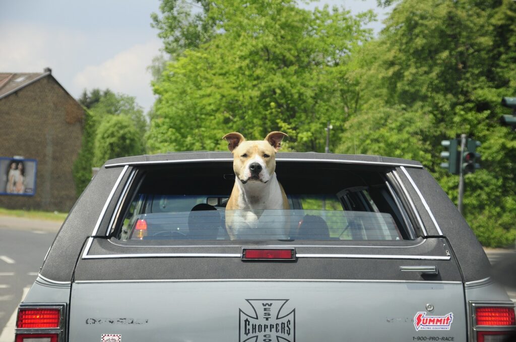 How To Secure A Dog Crate In A Car 