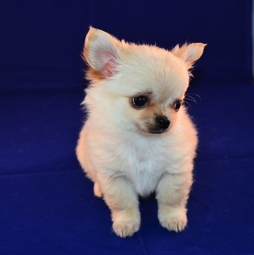 Small Asian Dog Breeds