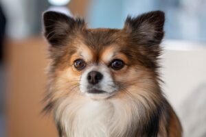 Long Hair Small Dog Breeds