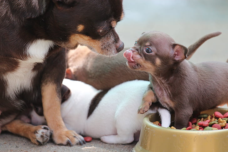 High Fiber Dog Food For Small Breeds