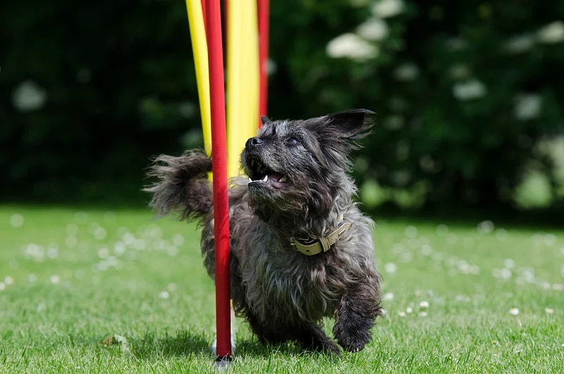 Small Black Dog Breeds