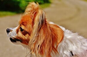 Small Dog Breeds With Big Ears