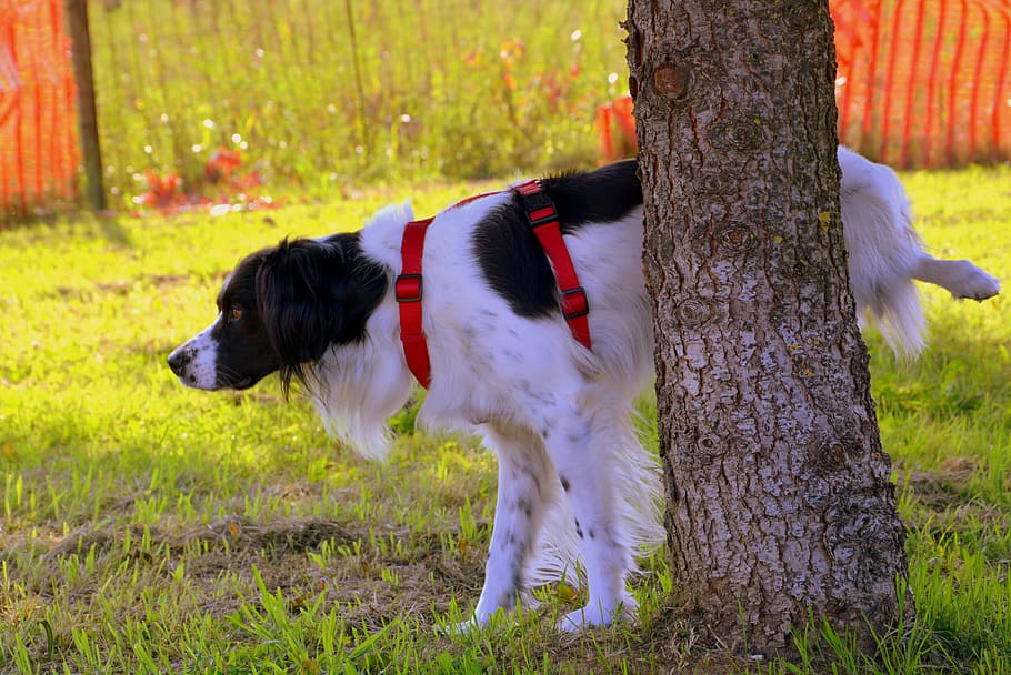 How To Clean Dog Urine From Car Seat 