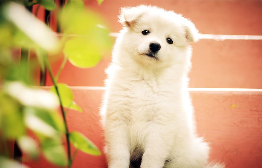 Small Fluffy Dog Breeds