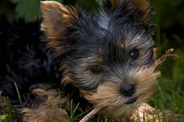 Black And Brown Small Dog Breeds