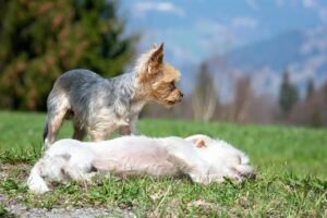 Small grey dog breeds