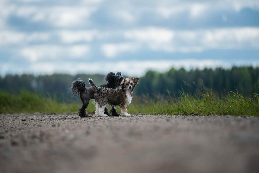 Small Dog Breeds Hairless