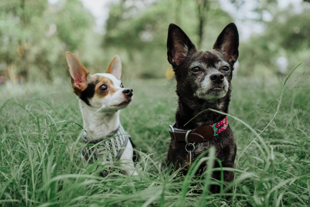 Small Fluffy Dog Breeds