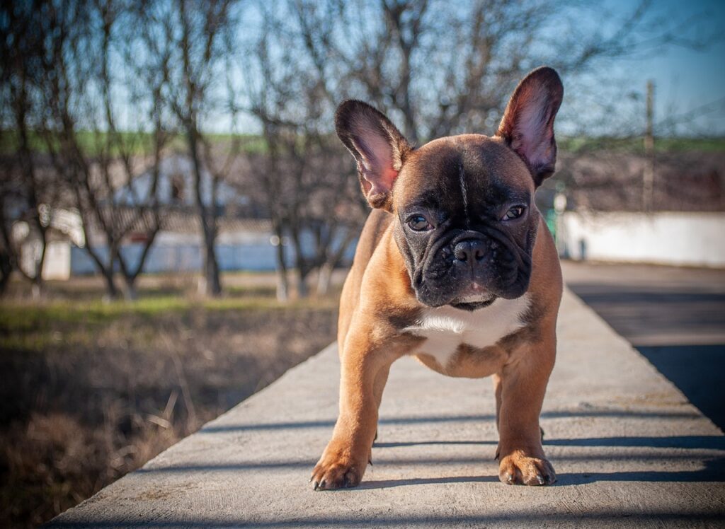 Black And Brown Small Dog Breeds