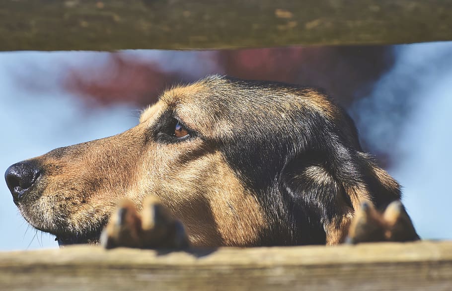 Black And Brown Small Dog Breeds