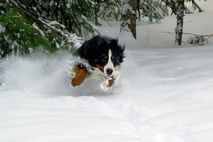 Small White And Black Dog Breeds