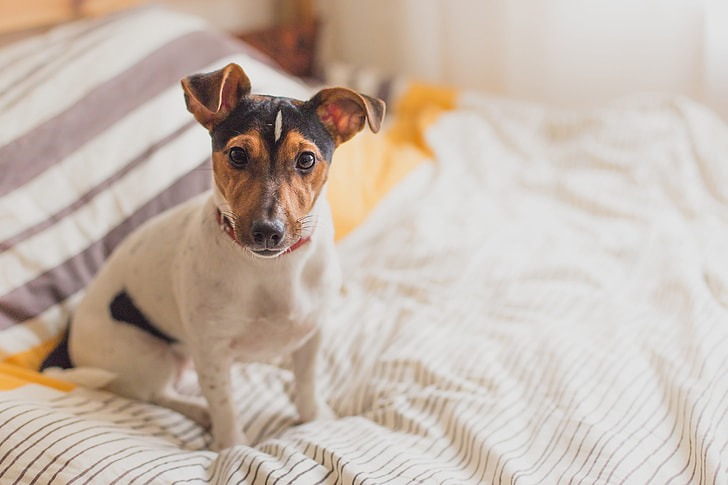 Dog Beds For Small Breeds