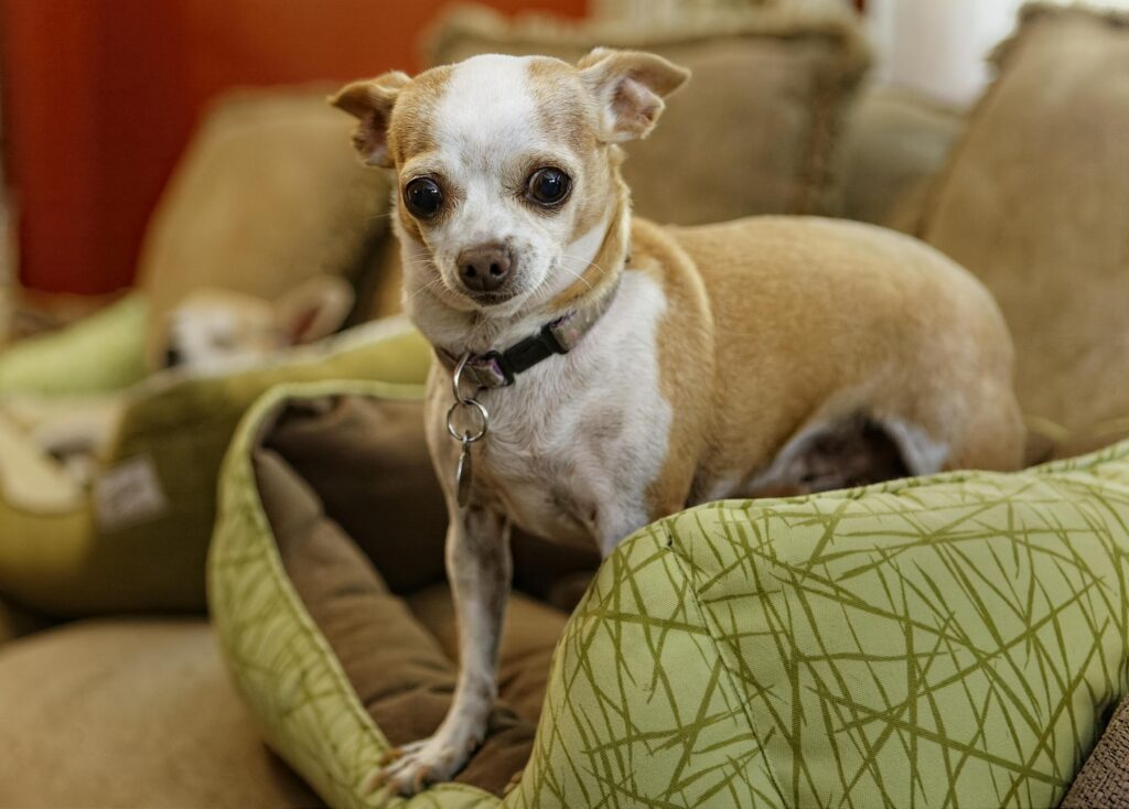 Dog Beds For Small Breeds