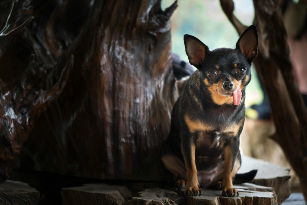 Black And Brown Small Dog Breeds