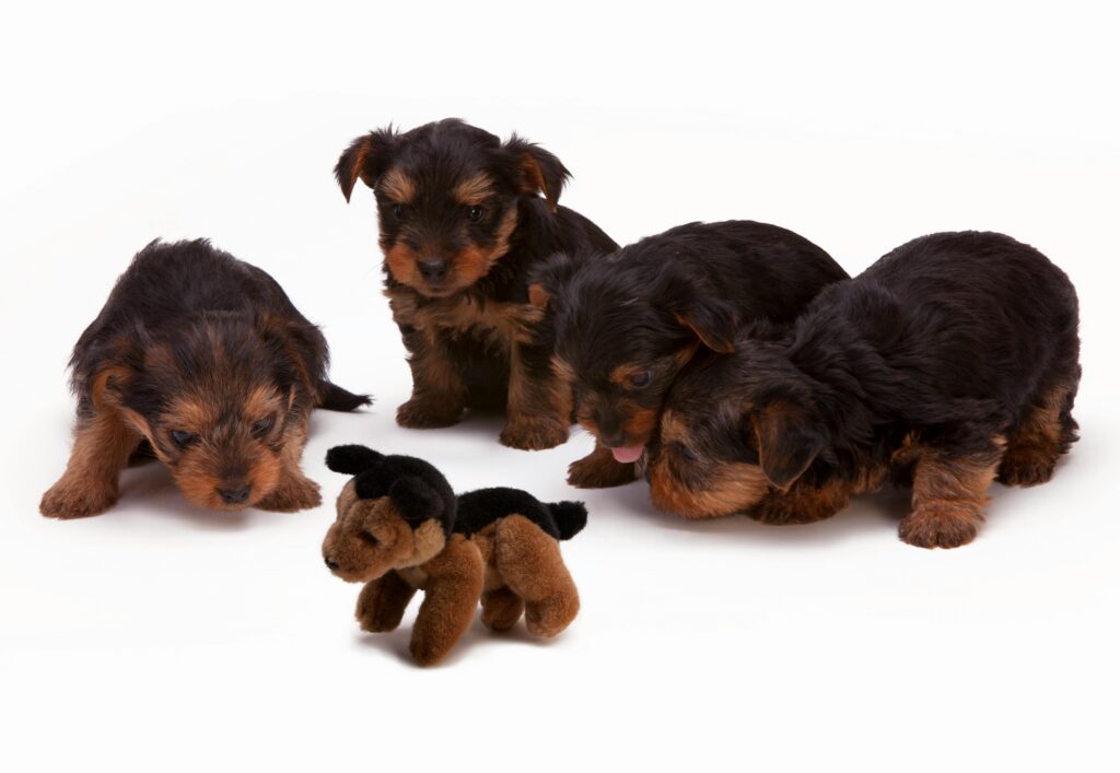 Black And Brown Small Dog Breeds