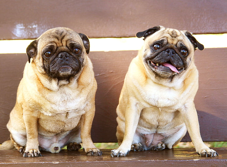 Black And Brown Small Dog Breeds