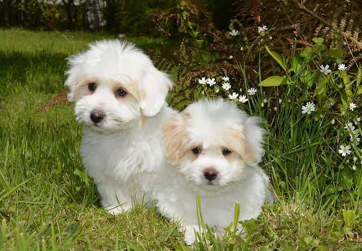 Small Fluffy Dog Breeds