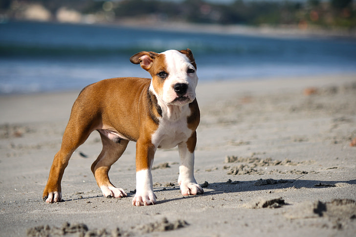 Small Dog Breeds Pitbull