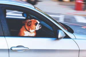 How Many Dogs Fall Out Of Car Windows A Year