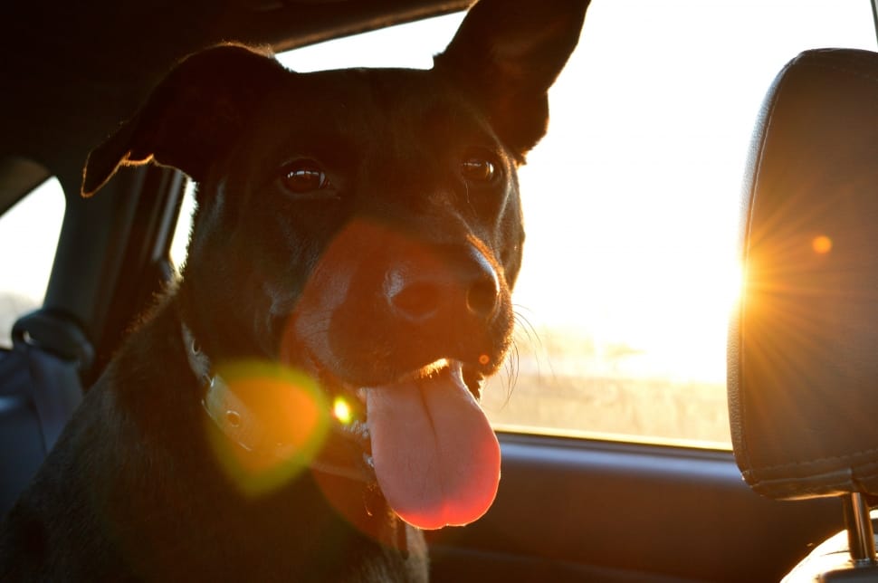 How To Secure A Dog Crate In A Car 