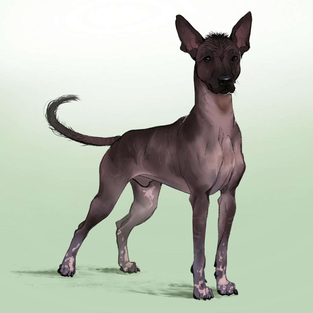 Small Dog Breeds Hairless