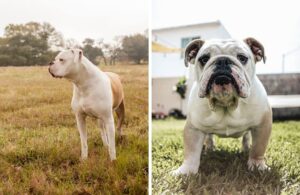 american vs english bulldog