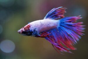 rainbow betta fish