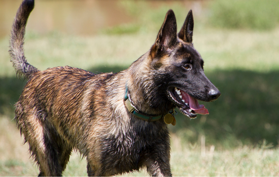 dutch shepherd breeders