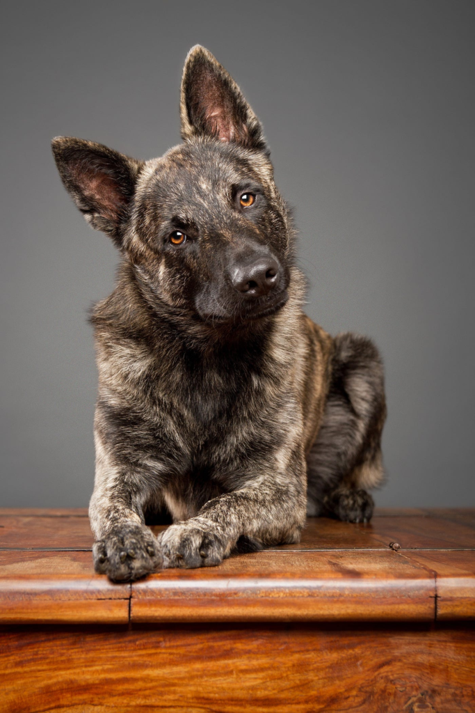 dutch shepherd breeders