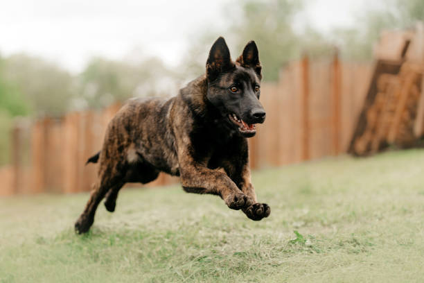 dutch shepherd breeders