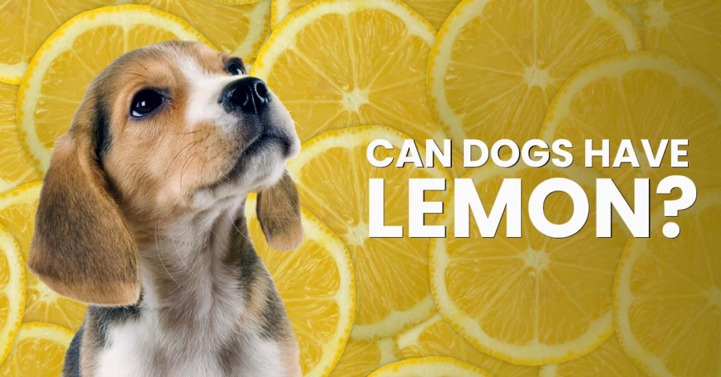 can dogs have lemon water