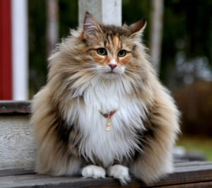 norwegian forest kittens for sale