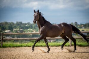 big horse breeds