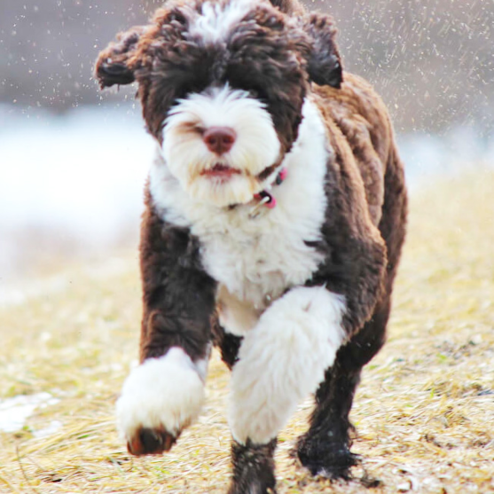 portuguese water dog rescue