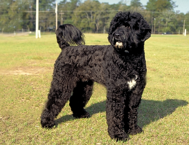 portuguese water dog rescue