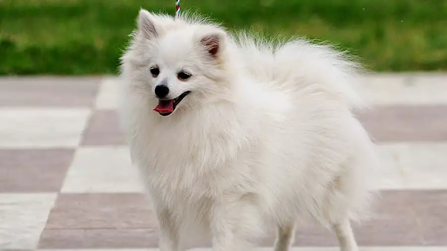 dog breeds that start with v