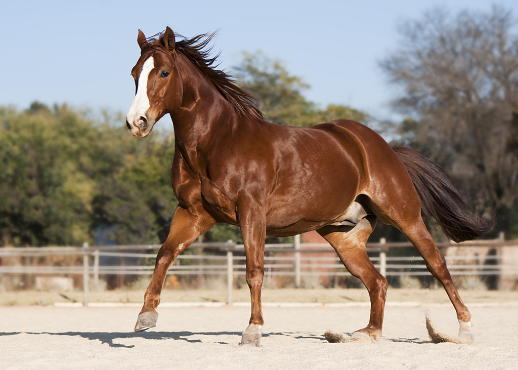 big horse breeds