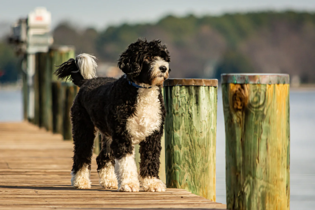 portuguese water dog rescue