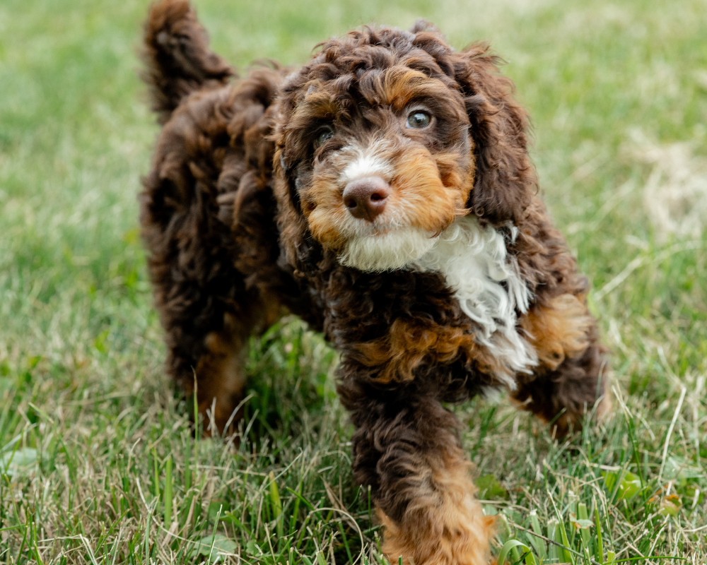 Adult Bernedoodle