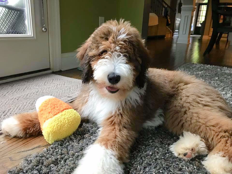 Adult Bernedoodle