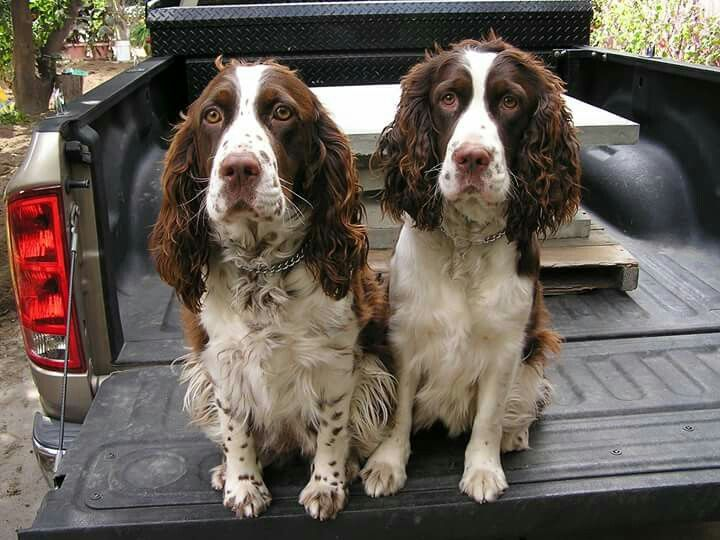 Bench English Springer Spaniel